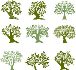 Olive tree series - 332324166