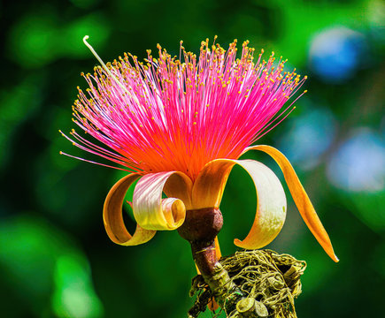 Pseudobombax Ellipticum