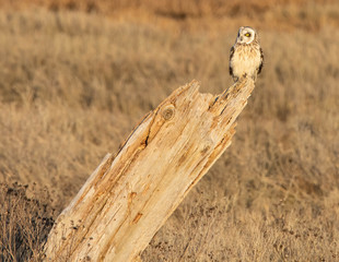 Perched Short-Eared Owl Boundary Bay