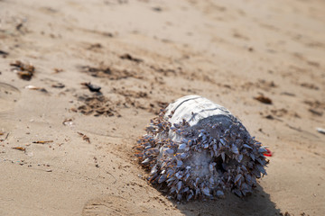 Group ofbarnacle over on dry coconut on the beach.