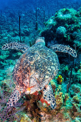 Hawksbill Turtle Glides over the Reff