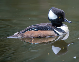 Male Hooded Merganser Reflection