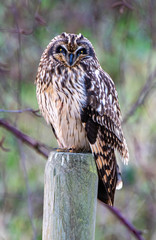Short-Eared Owl Perched in Boundary Bay
