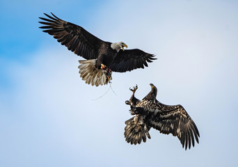 Bald Eagles Fighting over a Duck