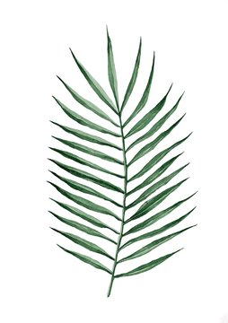 Tropical green palm leaf natural