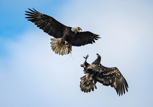 Bald Eagles Fighting Over A Duck