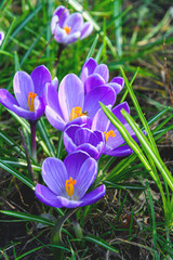 Flowering crocuses or crocuses with purple petals (Spring Crocus). Crocuses are the first spring flowers that bloom in early spring.