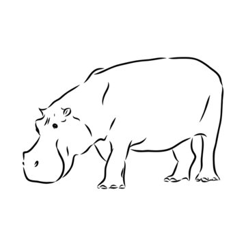 vector illustration of hippopotamus 