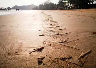 Beautiful abstract of wind crap's home on the beach.