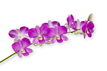 Beautiful purple orchid flowers, isolated on white background.