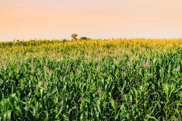 corn field in agricultural garden