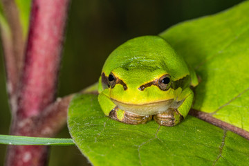 Green frog on leaf. A frog hides in a plant © nedomacki