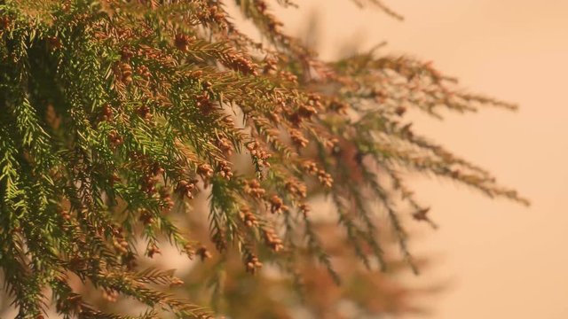 杉の花粉 ④ 杉花粉 Stock ビデオ : HD および 4K のビデオクリップ 253 本