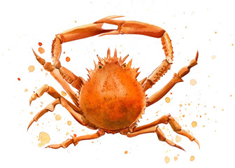 watercolor crab on an isolated white background, hand drawing, summer sea clipart