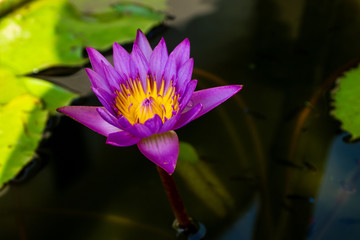 Purple Beautiful Lotus Flower Blooming from Top