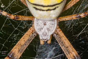 Extreme Macro photography Black and yellow stripe Argiope bruennichi wasp spider on web. 