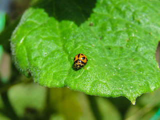 lady bug ladybird ladybug hunting bugs good have insect for vegetable garden beneficial animal small