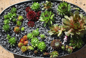 Plantpot full of colorful Sempervivum - houseleek varieties in different sizes and shapes