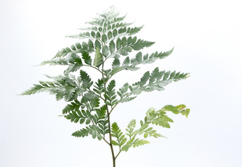 Fern on a white background