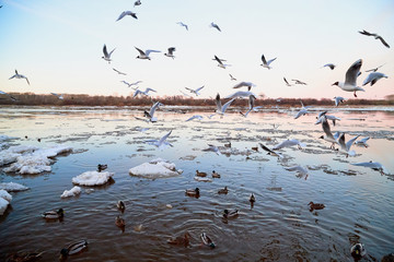 Many gulls flying over ice floes in the ice drift on the river in the evening at sunset