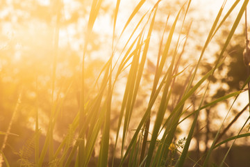 High Green Grass wind and evening Silhouette