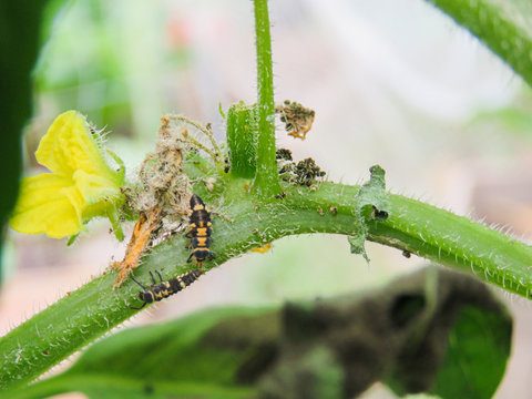 2 ladybug larva baby ladybug eating hunting food bugs insect good have them for vegetable garden yard cucumber plants
