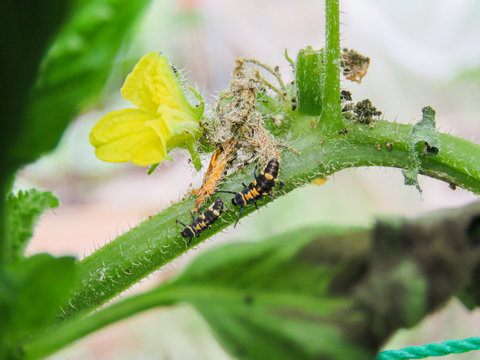 2 lady bug larva baby ladybug eating hunting food bugs insect good have them for vegetable garden yard cucumber plants
