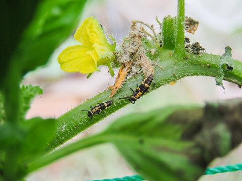 two lady bug larva baby ladybug eating hunting food bugs insect good have them for vegetable garden yard cucumber plants 