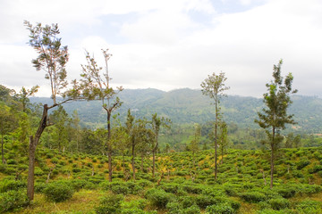 Planting tea in Sri Lanka in cloudy weather.