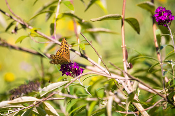 Fritilary butterfly on a flower