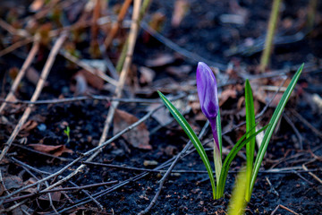 The first spring flower of lilac color grows on the ground thawed from snow