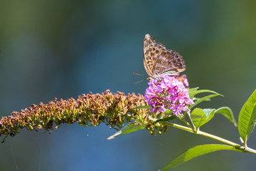 Fritilary butterfly on a flower