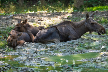 Female moose with two calves in a forest