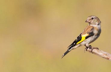 Goldfinch, Carduelis. Young bird. The bird sits on a branch
