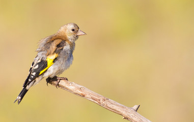 Goldfinch, Carduelis. Young bird. The bird sits on a branch
