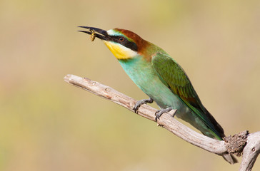 European bee eater, Merops apiaster. Young bird