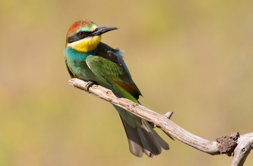 European bee eater, Merops apiaster. Young bird