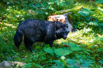Raccoon dog in a forest looking for food