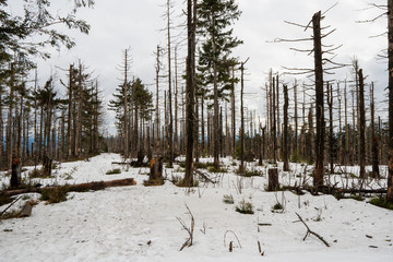 old forest damaged by fowl calamity in an area where logging is prohibited, old woods are historically without intervention by humans after attack by fowl in winter