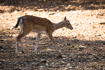 European fallow deer walking on gravel