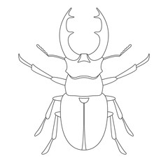 deer beetle, vector illustration,  lining draw ,front