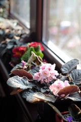Colorful violets by the window, indoor, sunny day