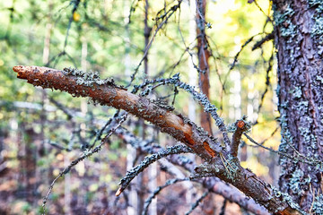 Tree branch covered by lichen in forest. Natural background