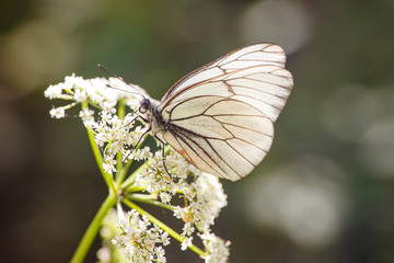 white butterfly on the flower