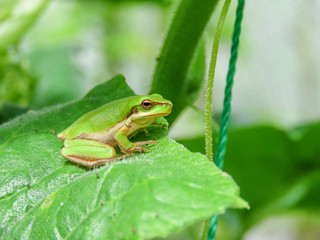 small tree frog sitting on the cucumber leaf vegetable garden yard sunny day early summer close up green frog rainy day cute pretty small