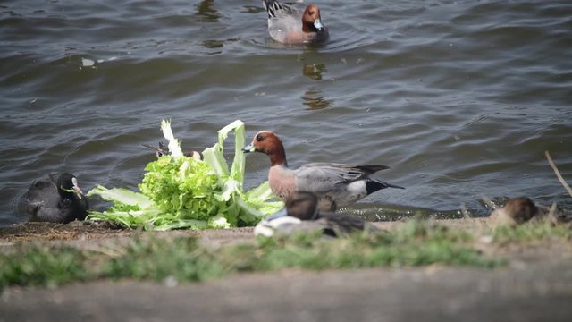白菜を食べるヒドリガモたち。クリクリのかわいい目。オオバンも熱心に食べています。手前うずくまっているのは、オナガガモのオス。池。日本、千葉県。