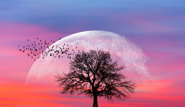 Silhouette of lone tree with full moon at it largest also called supermoon "Elements of this image furnished by NASA"