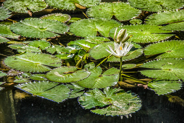 victoria regia with a flower in a lake.