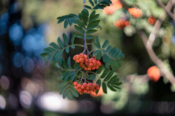 Sorbus aucuparia, commonly called rowan