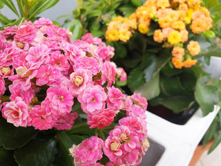 Yellow and pink Begonia flowers.